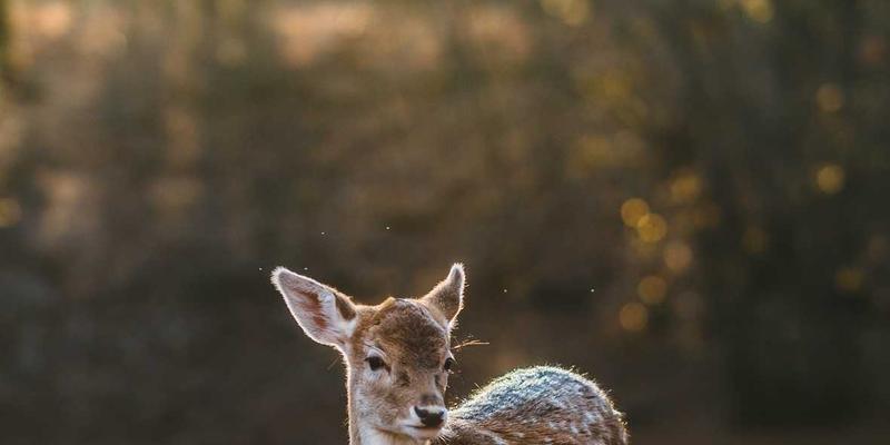 在喧嚣中安放身心：探索日式禅意生活服务平台