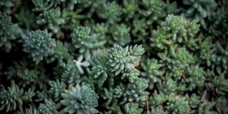 城市野趣观察指南：在都市四季中重建自然联结，开启宁静生活