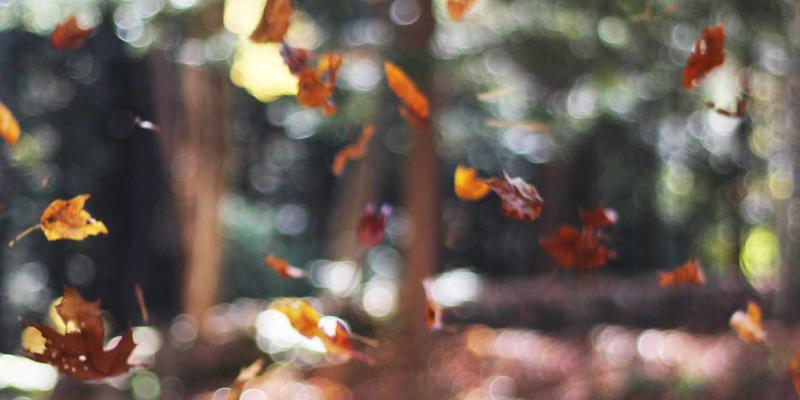 日式禅意生活指南:在喧嚣中找回宁静生活的艺术