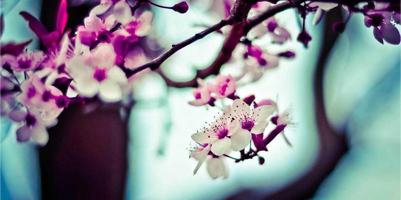 生活资讯的两种维度：绿色生活与宁静生活的现代解读