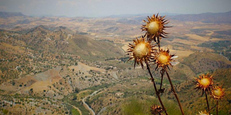 都市阳台种植攻略：小空间实现蔬菜自由与减压绿洲 | 绿色生活便民服务平台指南
